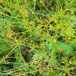 Chrysanthellum indicum Habitat