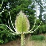 Dipsacus fullonumFlower