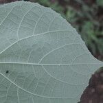 Allobriquetia spicata Leaf