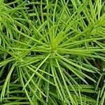 Picea laxa Leaf