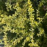 Acacia acinacea Hoja