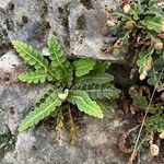 Asplenium ceterach Листок