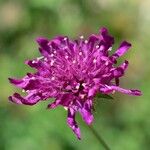 Knautia macedonica Květ