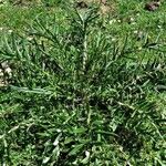 Cirsium eriophorum 葉
