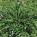 Cirsium eriophorum Leaf