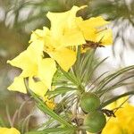 Thevetia neriifolia Flor