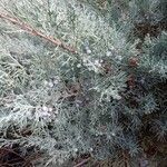 Juniperus virginiana Характер