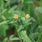 Sida spinosa Flower