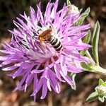 Centaurea paniculata Virág