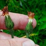 Crepis aurea Ffrwyth