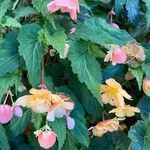 Begonia grandisЦветок