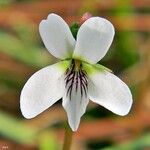 Viola lanceolata Цветок
