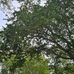 Limonia acidissima Folha