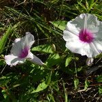 Ipomoea shumardiana 花