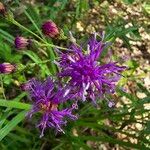 Vernonia texana Flor