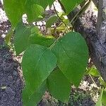 Phaseolus coccineus Leaf