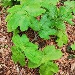 Heracleum lanatum Leaf