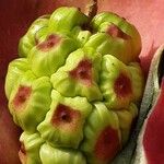 Zantedeschia rehmannii Fruit