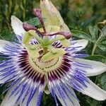 Passiflora caerulea 花
