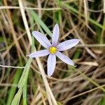 Sisyrinchium idahoense ᱵᱟᱦᱟ