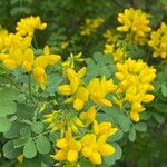 Coronilla vaginalis Λουλούδι