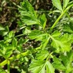 Oenanthe crocata Leaf