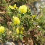 Ononis pubescens Flower