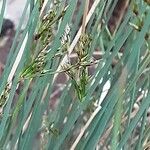 Juncus inflexus Fleur