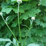 Cephalaria gigantea 花