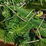 Acacia abyssinica Blad