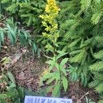 Solidago puberula Цветок