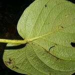 Piper crassinervium Leaf