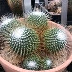 Mammillaria spinosissima Листок