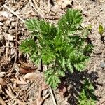 Artemisia annua Blad