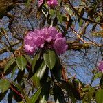 Rhododendron heliolepis Květ