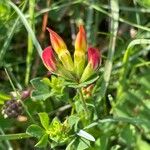 Lotus corniculatus Fiore