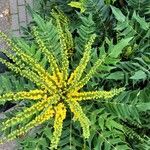 Berberis japonicaFlower