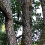 Quercus acutissima Συνήθη χαρακτηριστικά