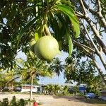 Mangifera indica Fruit