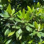 Magnolia virginiana Blad