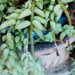 Sedum morganianum पत्ता