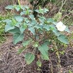 Datura innoxia Hábitos