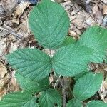 Rubus vestitus Blatt