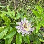 Passiflora incarnata花