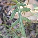 Parthenium hysterophorus Feuille