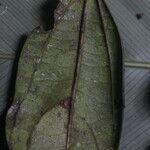 Celtis mildbraedii Blatt