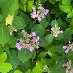 Hydrangea macrophyllaKvět