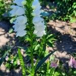 Physostegia angustifolia Floare