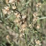 Baccharis spicata Blomma