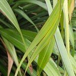 Phormium tenax Leaf